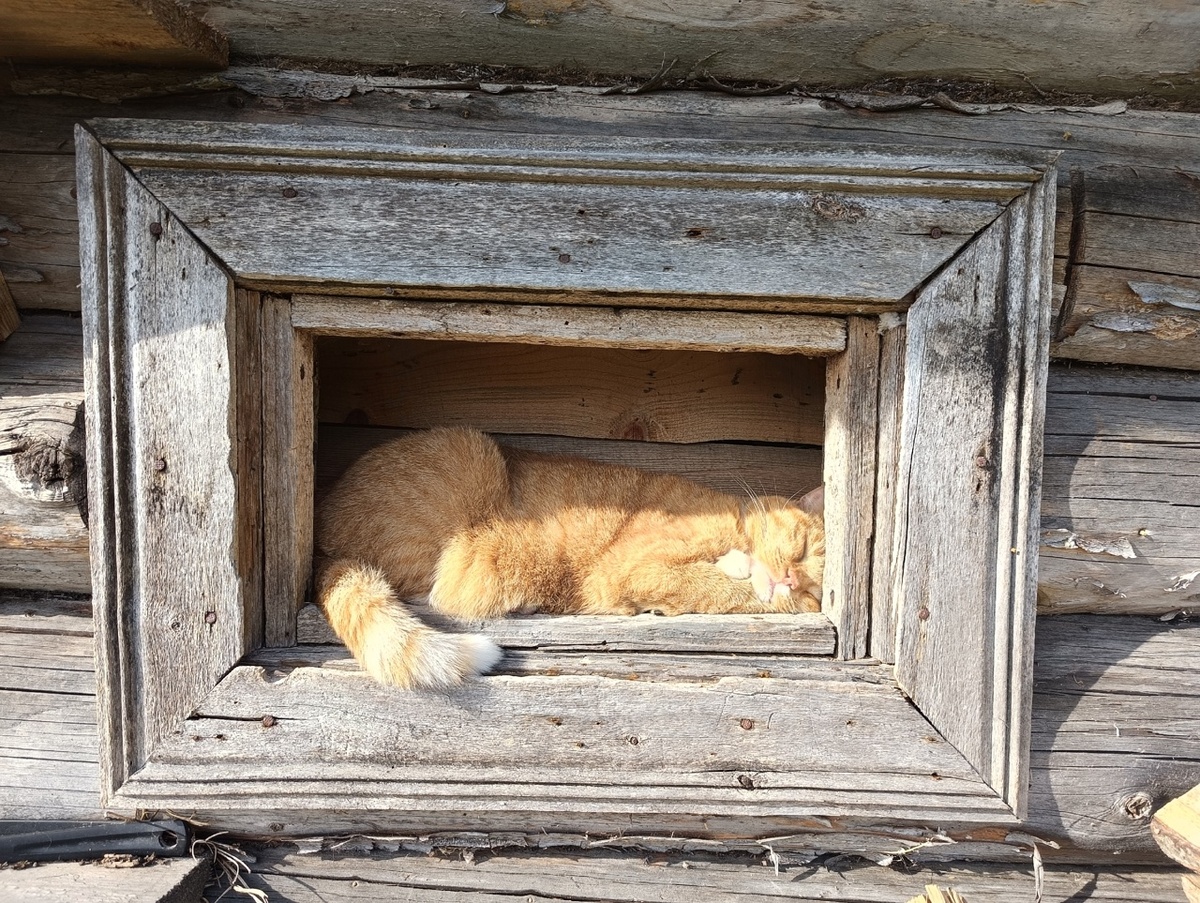 Мой кот все знает про счастье.