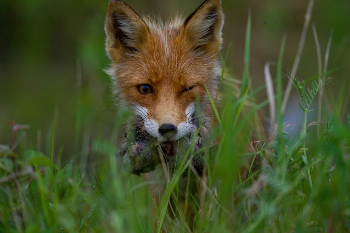 Когда урвал последнюю вкусняшку на корпоративе