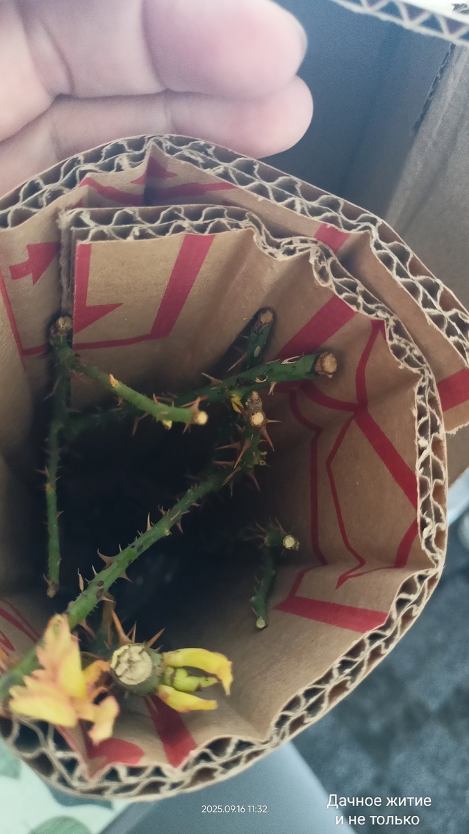 Стебли надёжно защищены