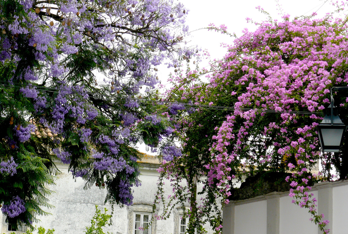 Цветущая Эвора. Фото автора.