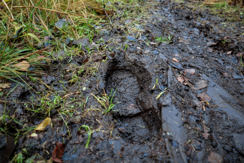    Shutterstock/FOTODOM