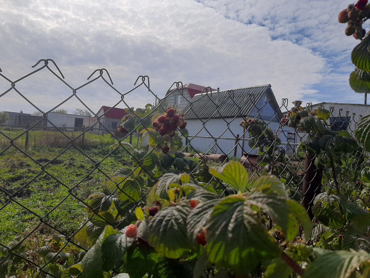 Малина ремонтантная одаривает вторым урожаем. Часть из собранных ягод заморозила