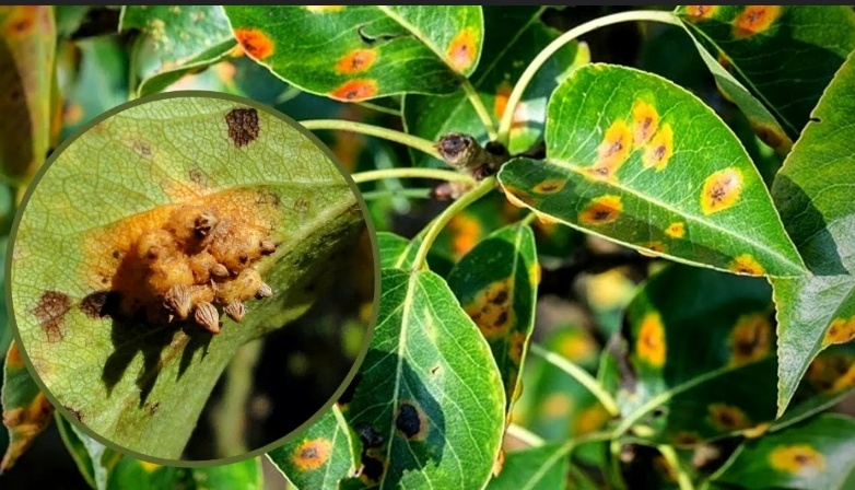 На вид выглядит ржавчина груши отвратительно