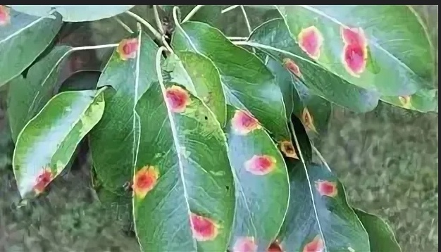 А начиналось с пары таких пятнышек