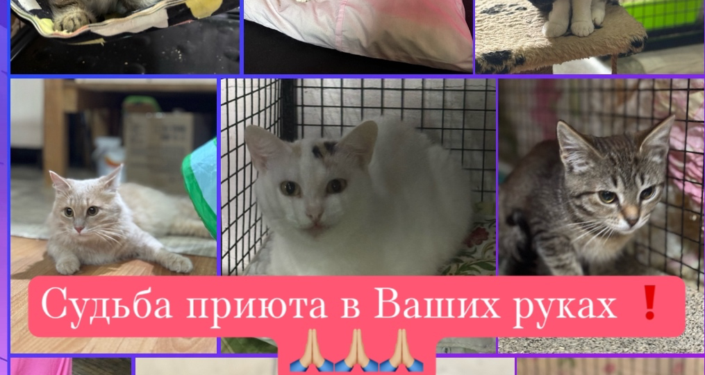 ПОМОГИТЕ ПОЖАЛУЙСТА С ОПЛАТОЙ АРЕНДЫ ПРИЮТА❗️🙏🏼🙏🏼🙏🏼