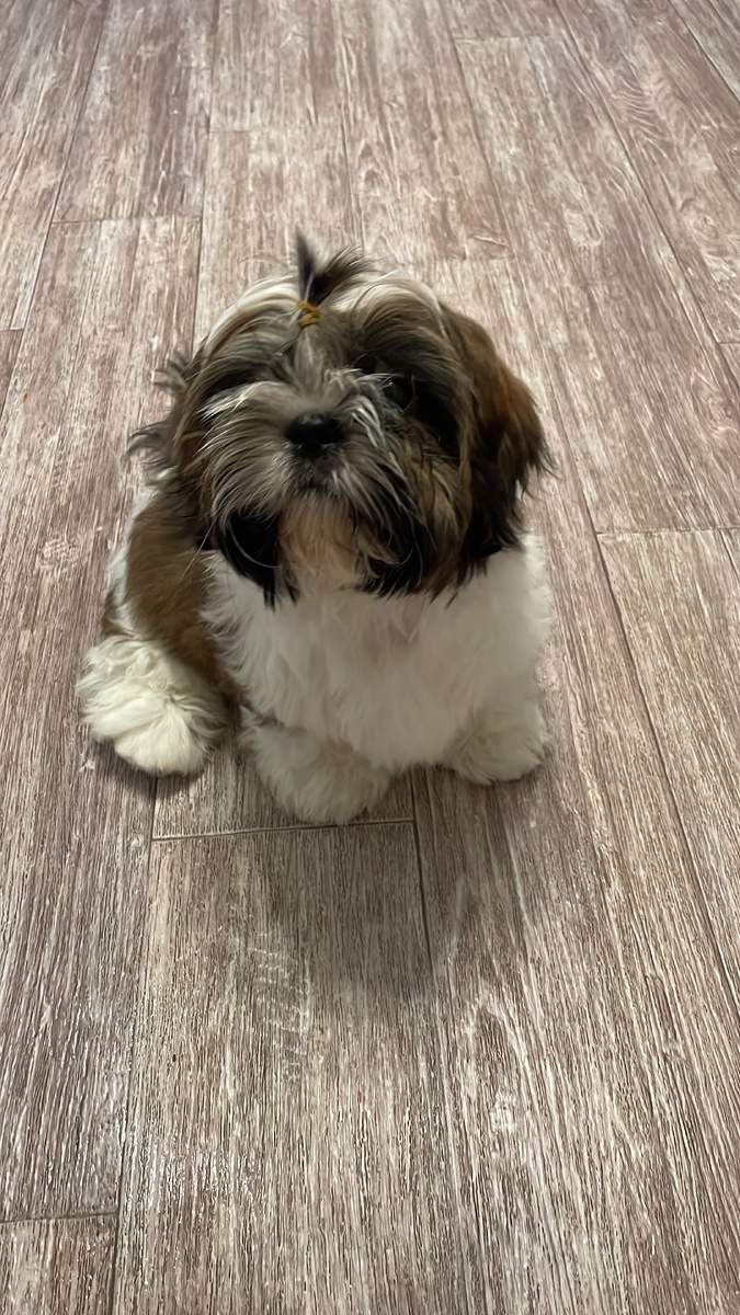 Лохматое счастье