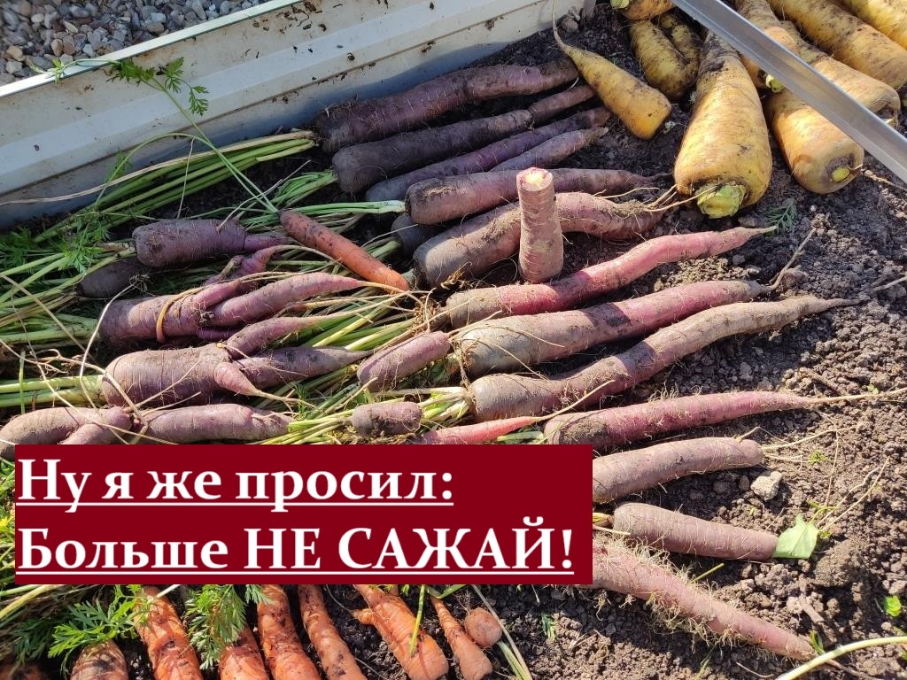 В прошлом году у меня была посажена морковь трех расцветок: желтая, фиолетовая и оранжевая...