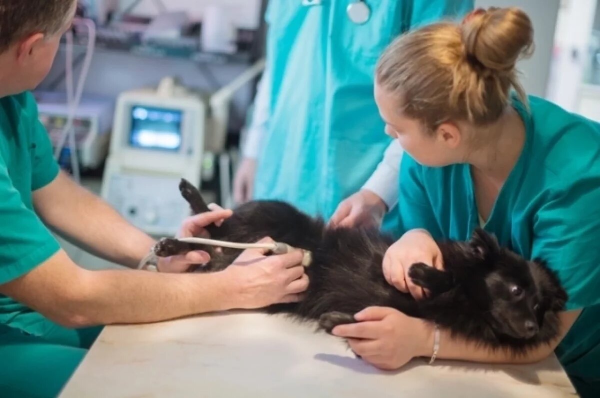    Догхантеры в деле?