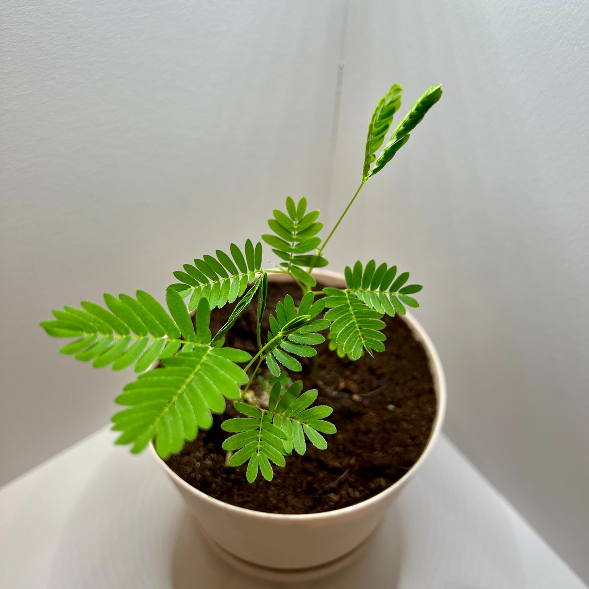 Феномен растительной памяти: как мимоза учится экономить энергию