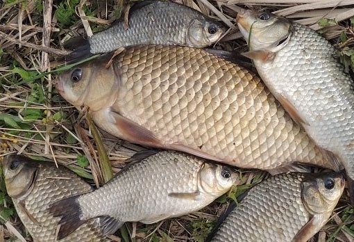 5 лучших насадок на карася осенью: Секреты успешной рыбалки