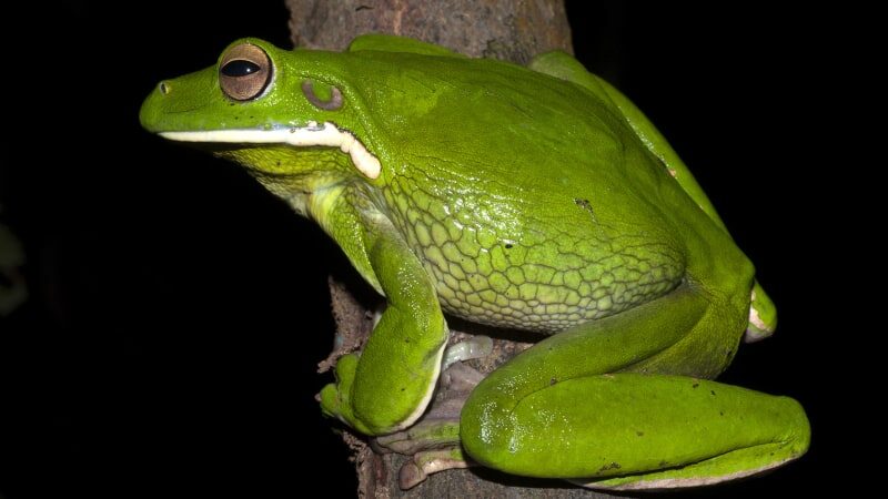 Знакомьтесь, ее величество белогубая квакша — настоящая жемчужина тропиков!