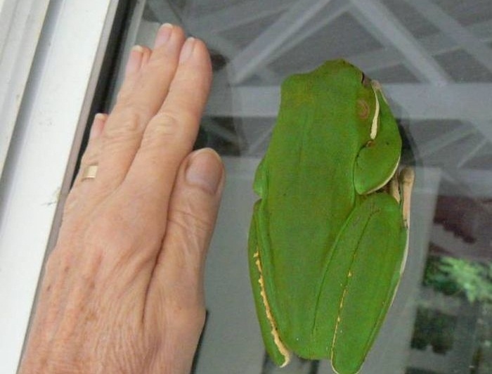 Присоски на лапках — суперспособность, позволяющая квакше быть настоящим скалолазом.