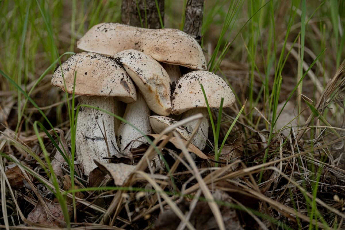    Тополевые подосиновики или обабки