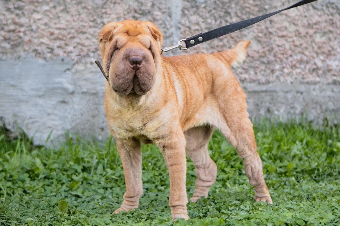 Расчёсы и воспаления почти исчезли, а шёрстка начала активно восстанавливаться.