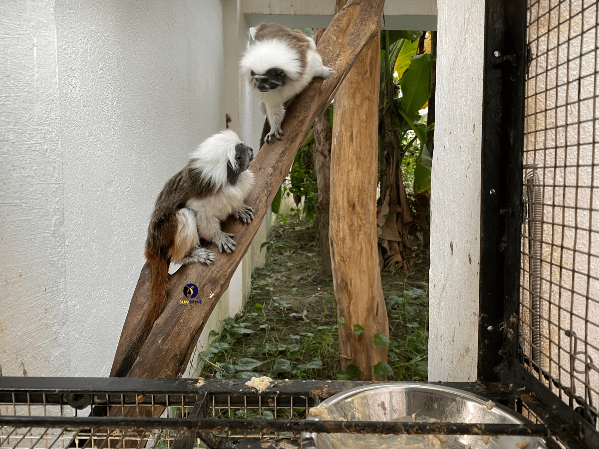 Для маленького примата нужен настоящий дворец! Вот как может выглядеть идеальный дом для эдипова тамарина.