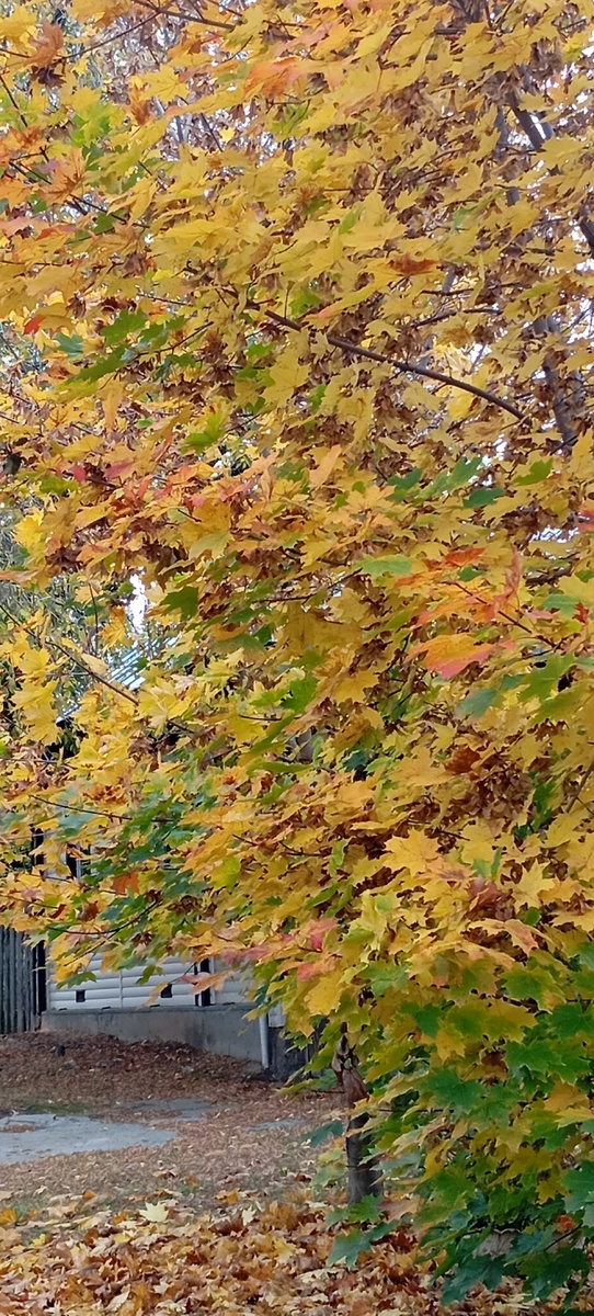 Ярко и красочно. 