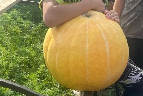 Внуки закатили тыкву повыше.