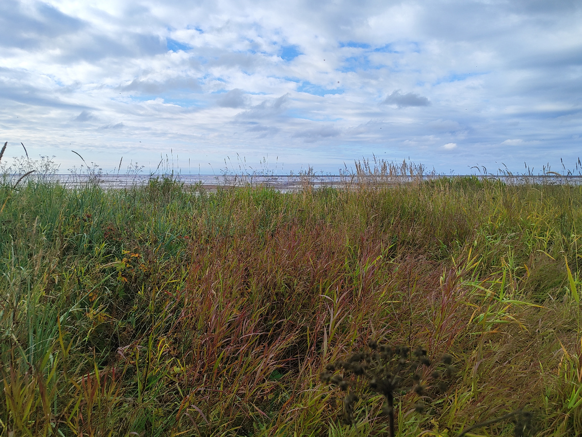 ...выглядывало из-за цветной травы