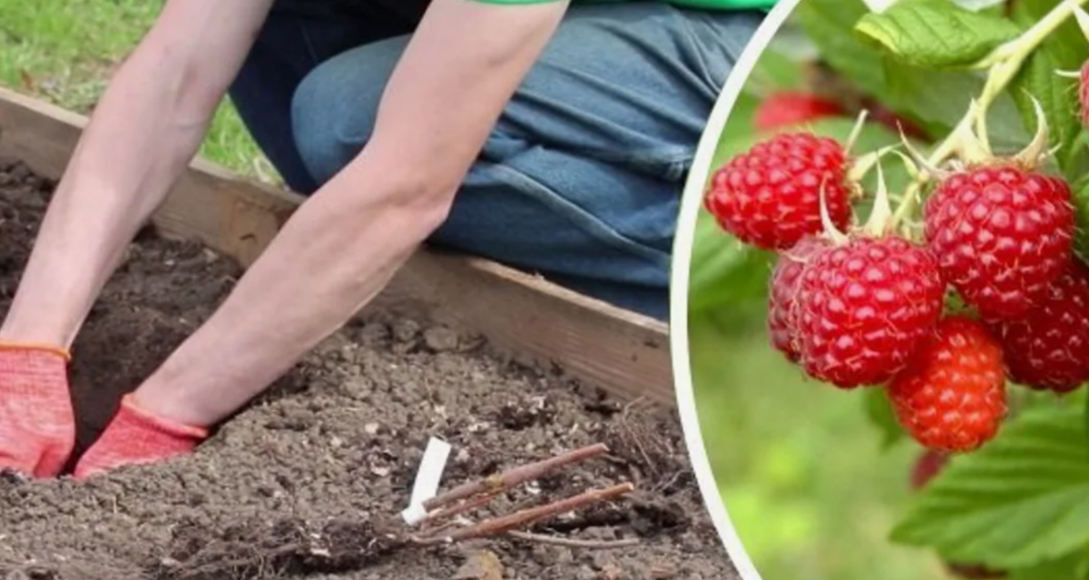 посадка малигы осенью