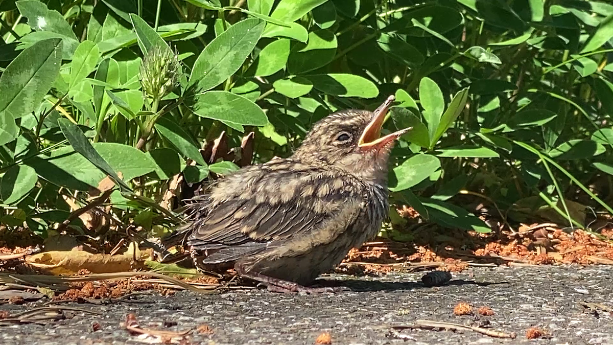 Птенец на тротуаре