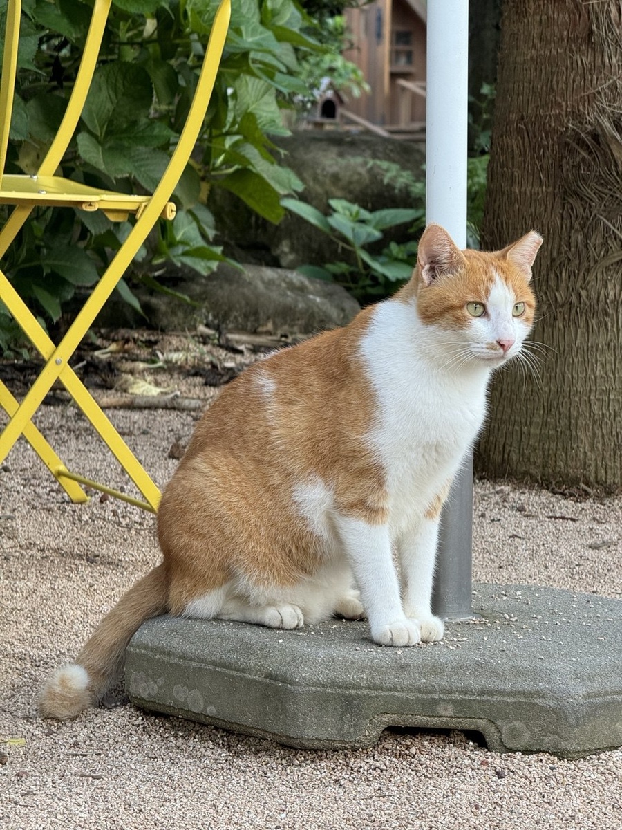 Даже котики на страже достоверной информации