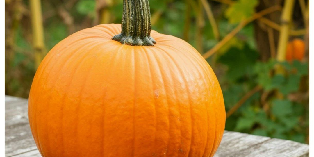 Тыква: не просто овощ, а целая вселенная! 20 удивительных фактов, которые Вас удивят