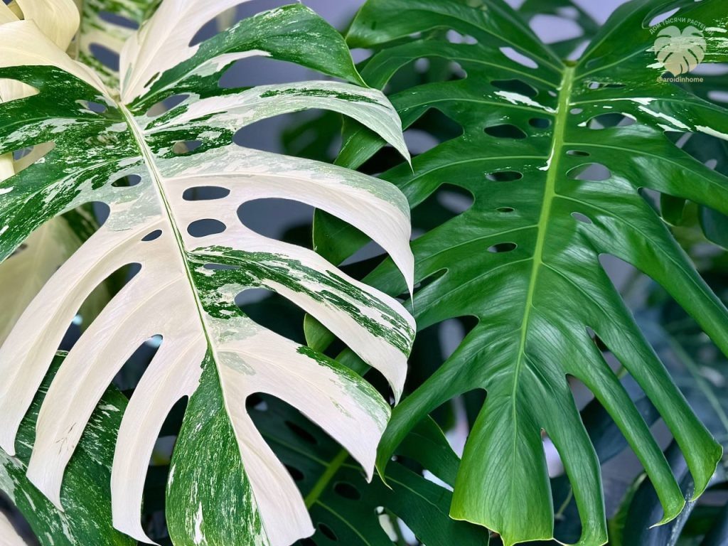 Фото: Дом Тысячи Растений