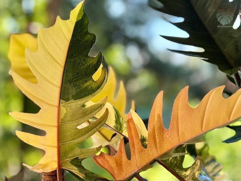 Фото: Дом Тысячи Растений