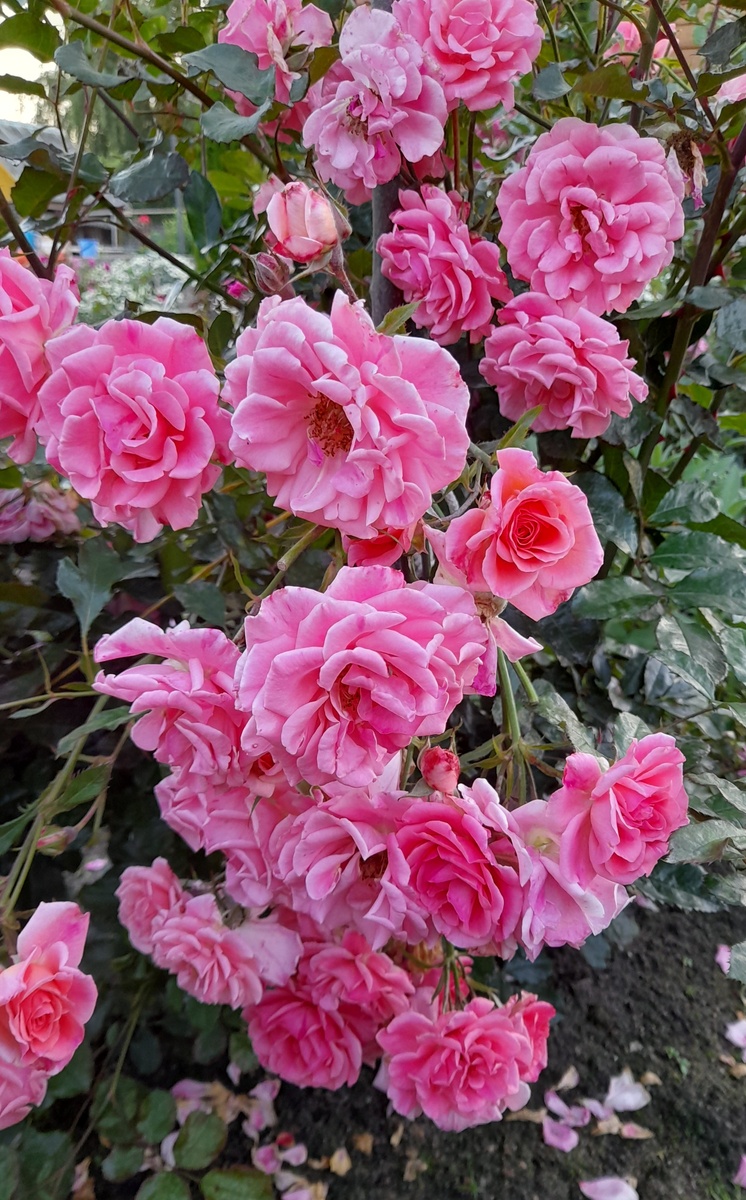 Дрим Уивер, фото автора 