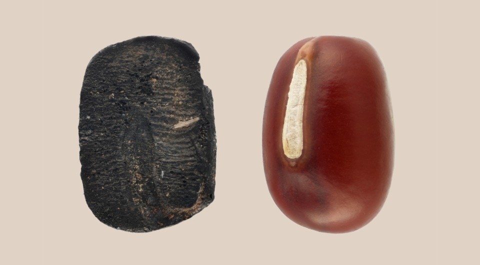   Haohong Cai / Shandong University