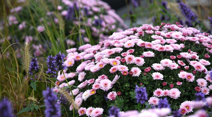 Что делать с хризантемой осенью, неужели выкинуть?