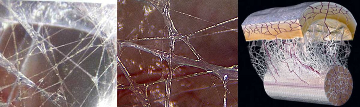 Фасциальная ткань