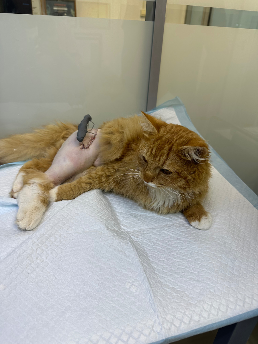 Вот так на вынесли Ричарда после операции 