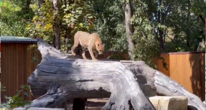 Иллюстрация: Ростовский зоопарк