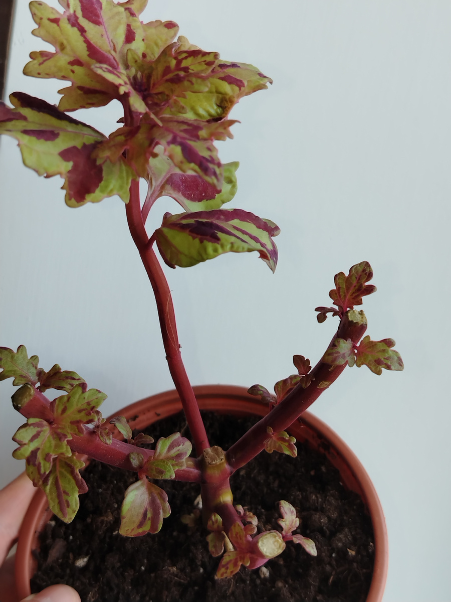 Результат промежуточной обрезки колеуса BY - Пэчворк 