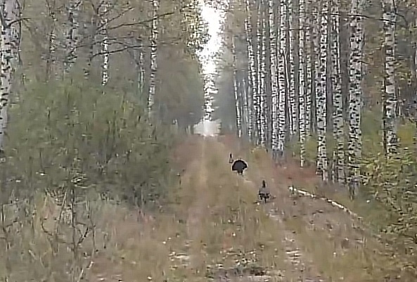    Под этим явлением подразумевается брачное поведение вне периода размножения глухарей