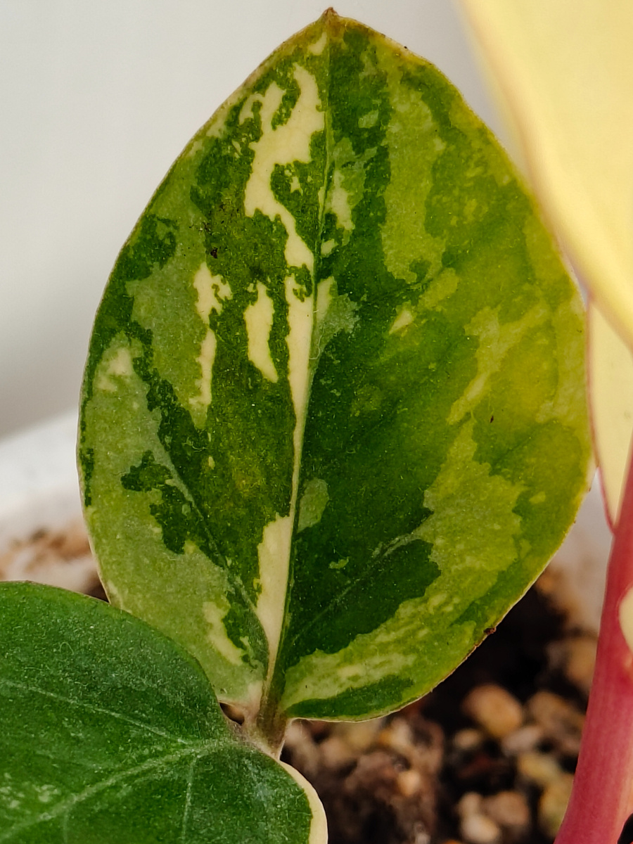 Фото автора. Красивый 