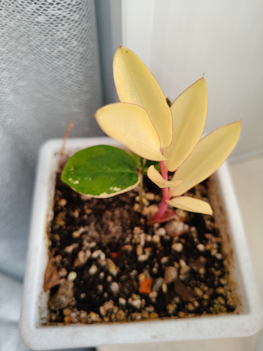 Фото автора. Симпатично, но не практично. 