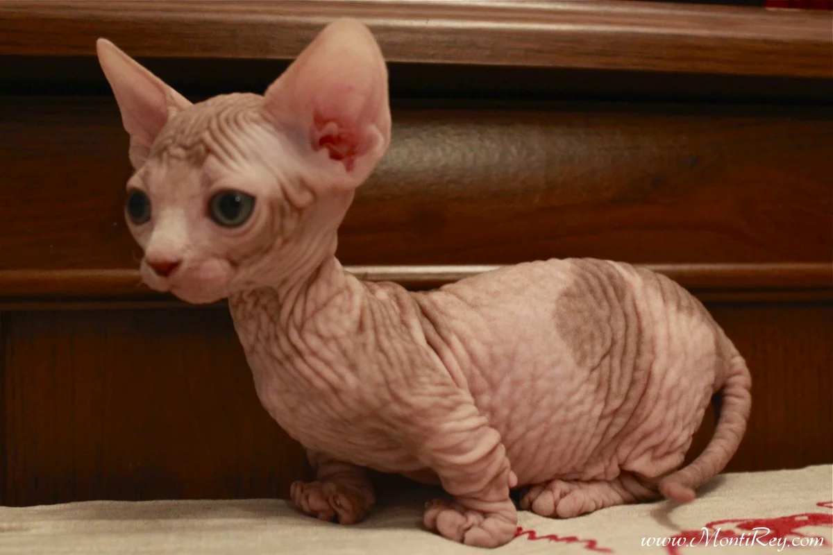 Такие котики выглядят как сосиска с кошачьей головой...