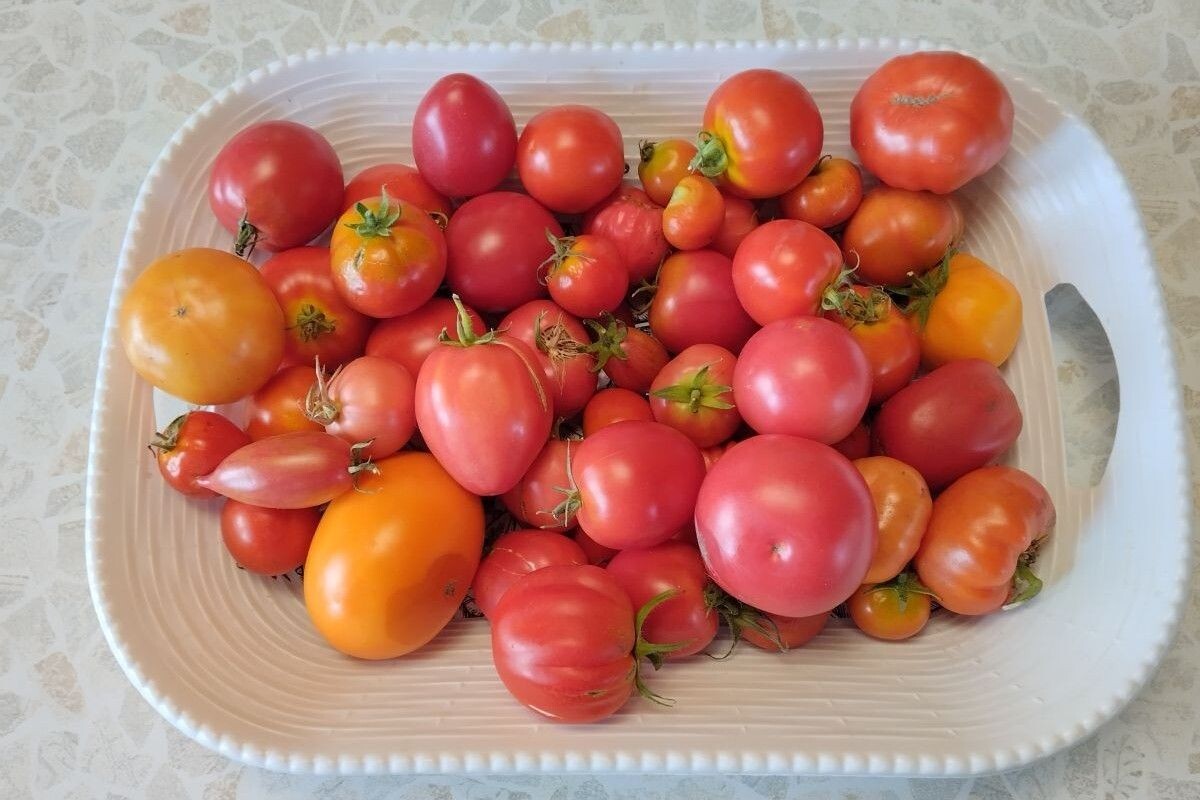 Это только малая часть урожая с огорода. Источник: личный архив Ольги Гребневой