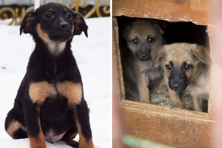 Ромку бросили вместе с другимии щенками и мамой. Фото: из архива героя публикации, Юлия Пыхалова. 