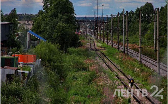    © Анастасия Илюшина / ЛенТВ24. Архивное фото