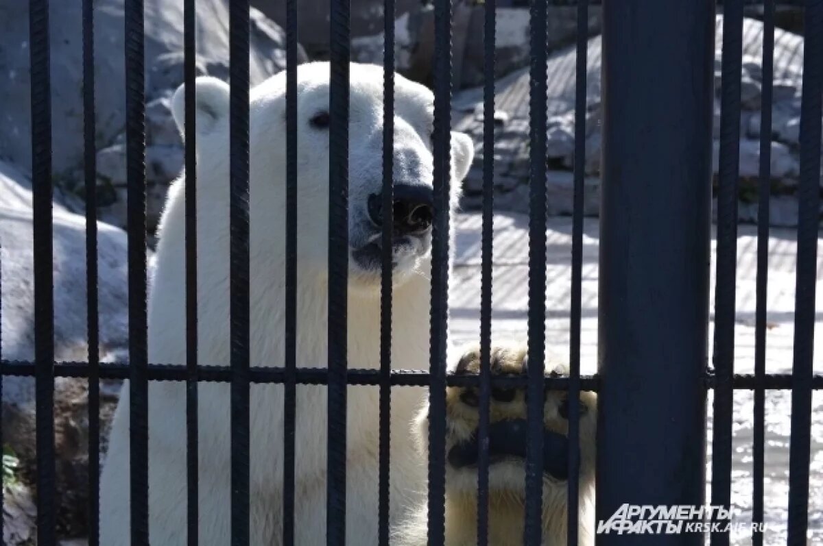    Белый медведь в красноярском зоопарке «Роев ручей».