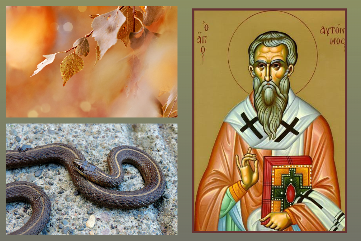 Свщмч, Автоном Италийский, Змея, Осень/pixabay.com