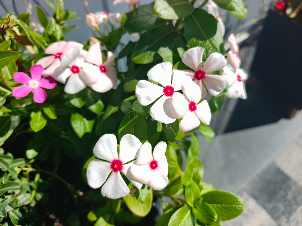 Адлер, Катарантус, сентябрь 2025 года