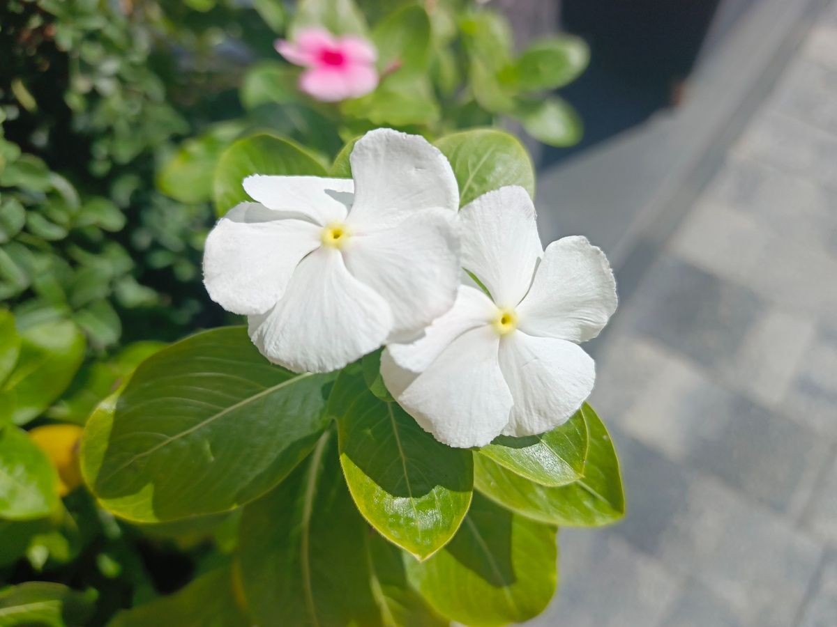 Адлер, Катарантус, сентябрь 2025 года