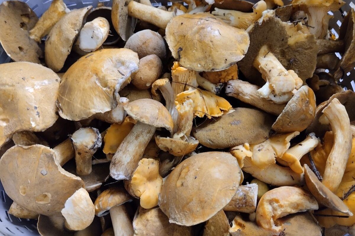 Сходить и набрать корзинку моховиков — только полдела. Источник: личный архив Ольги Гребневой