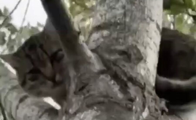    © ПСО «Экстремум» Кошкиспас