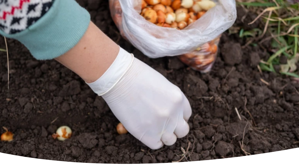 Когда посадить лук под зиму в средней полосе 2025: сроки и советы по посадке