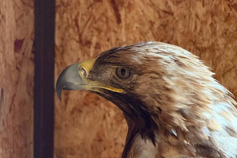    Telegram-канал «Экостандарт-консалтинг». Императорский орел